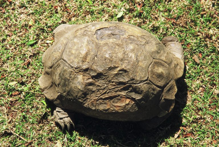 Leopard Tortoise with healed burns to her carapace