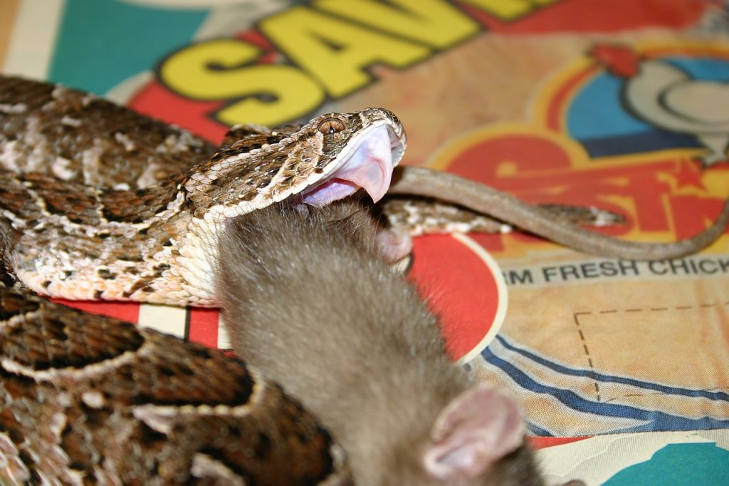 Puff Adder eating in newspaper lined cage